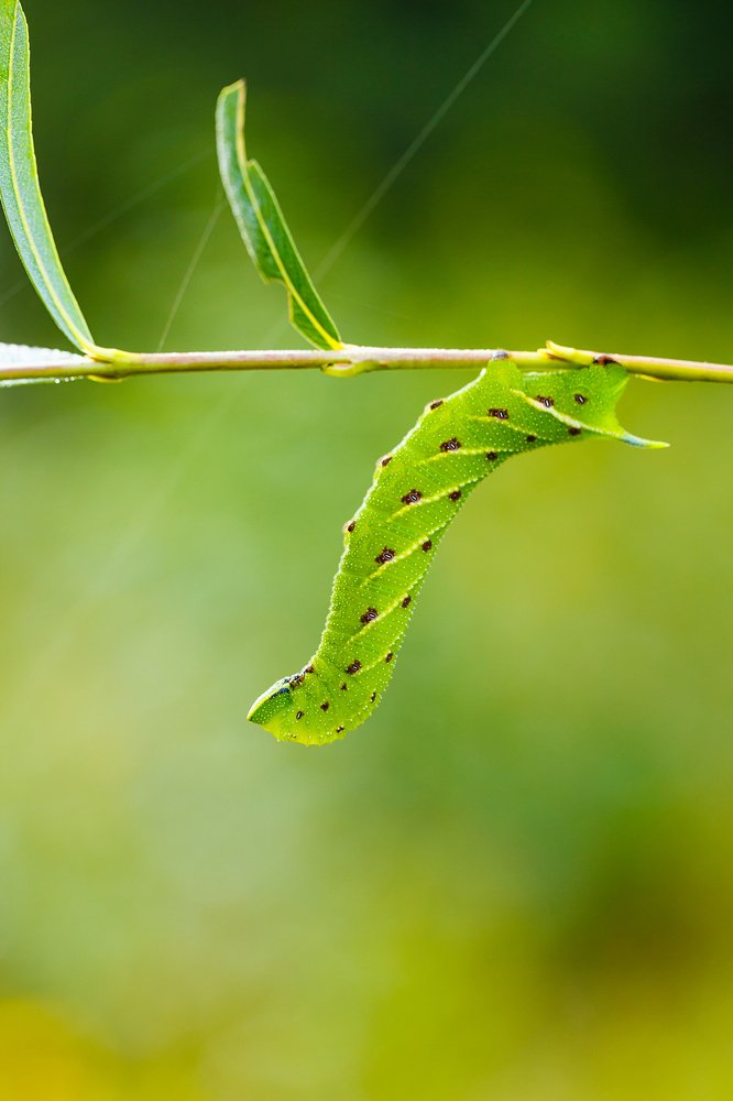 Фотография автора Aleksa Torri