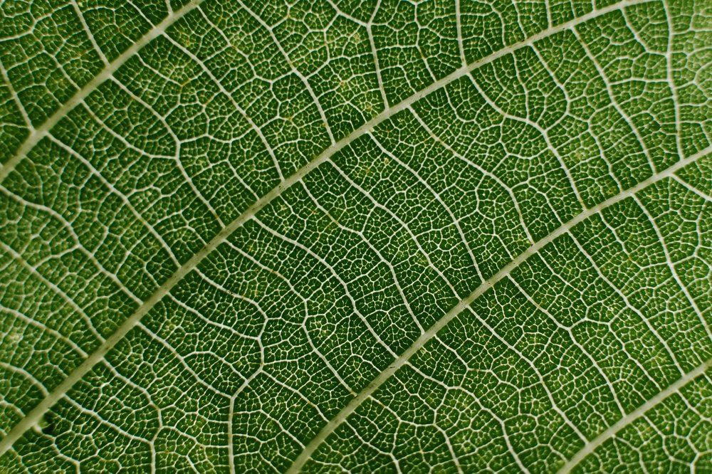 Photograph by Irena Raduga