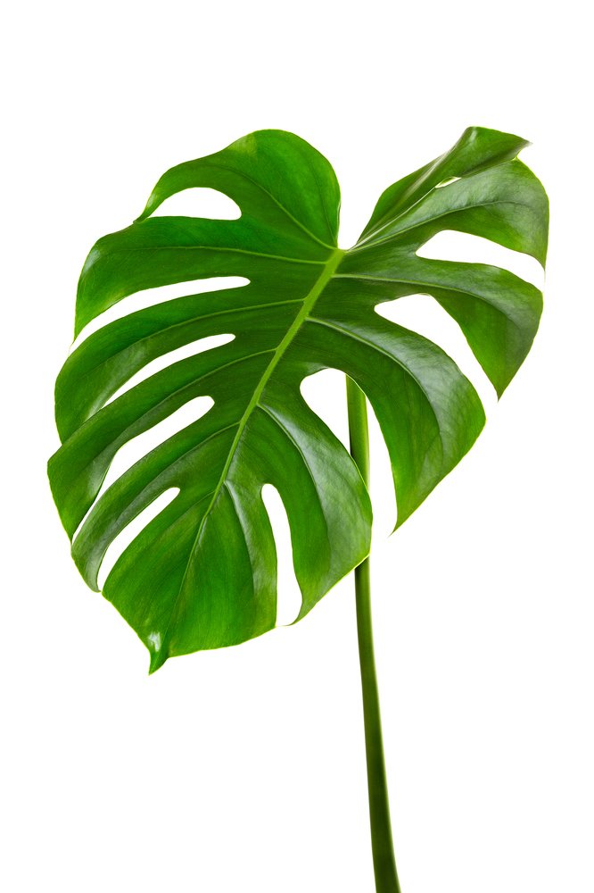 Фотография автора Aleksa Torri