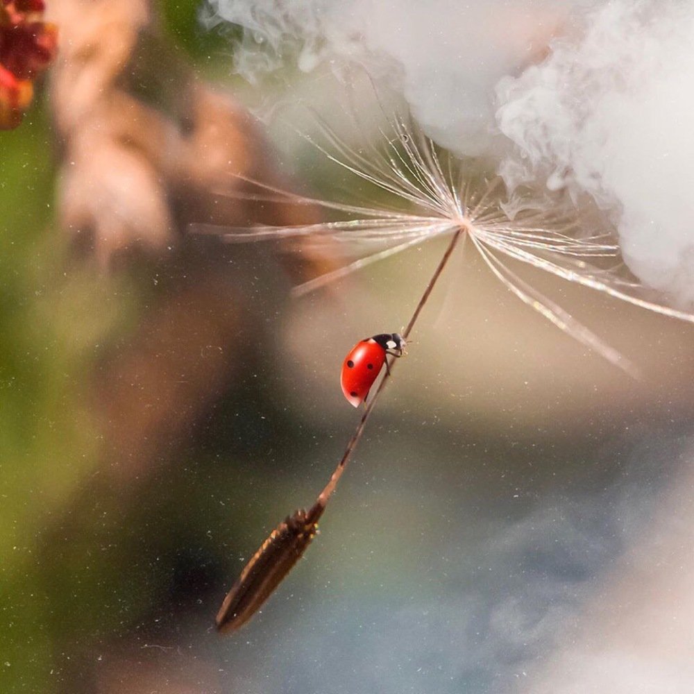 Навстречу мечте
