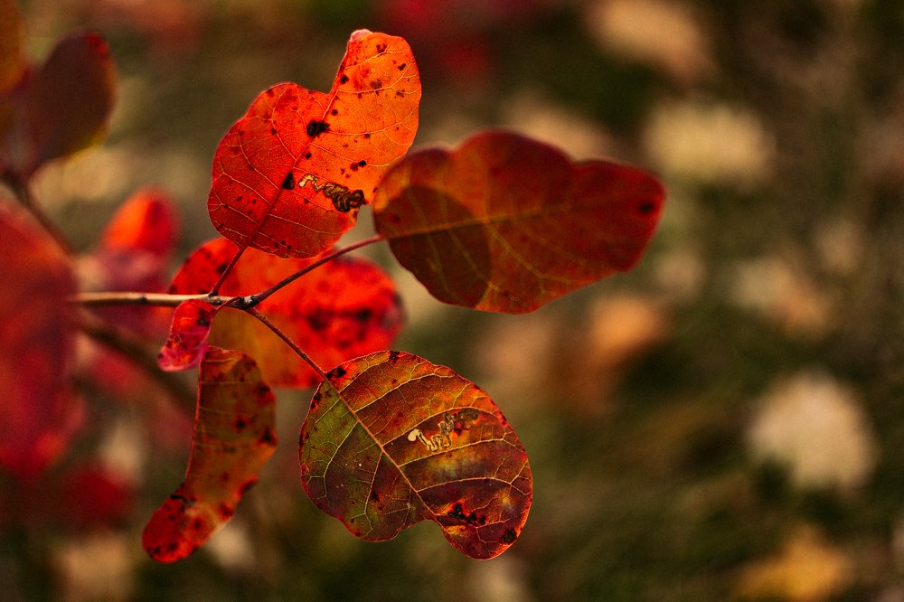 Photograph by Irena Raduga