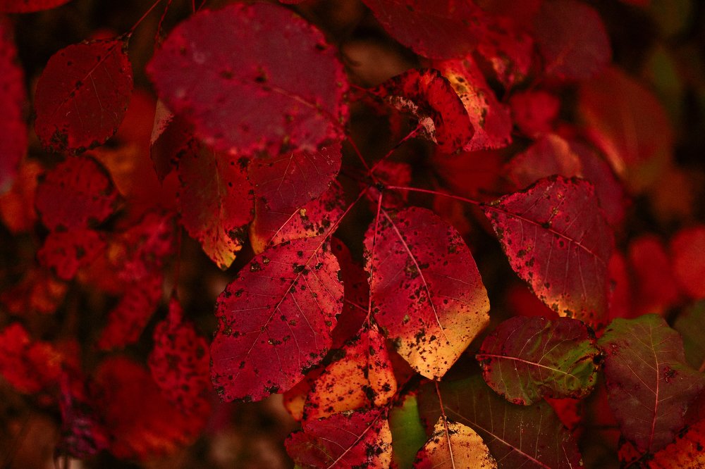 Photograph by Irena Raduga