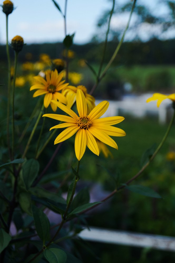 Фотография автора Алина Петрухина