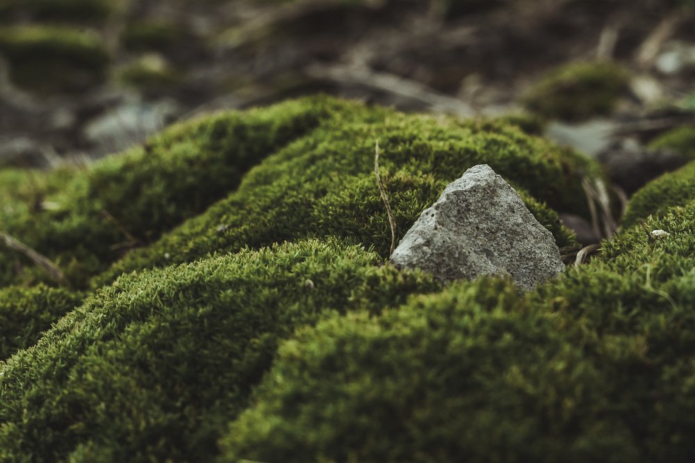 Pyramid among mosses