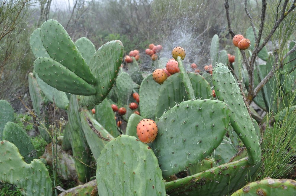 Зреет урожай..