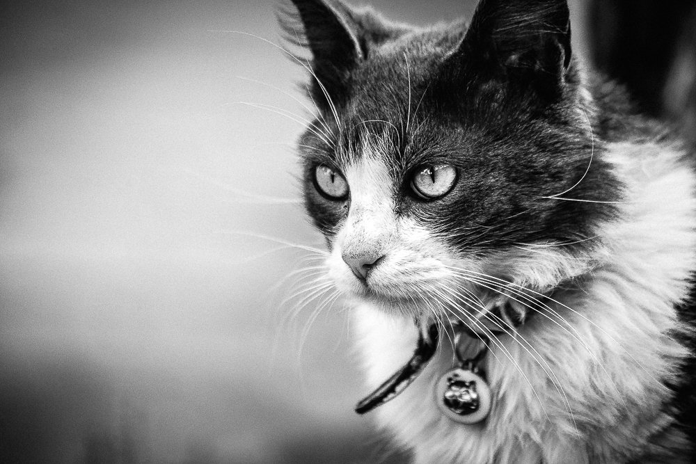 Photograph by Giancarlo Cornoló