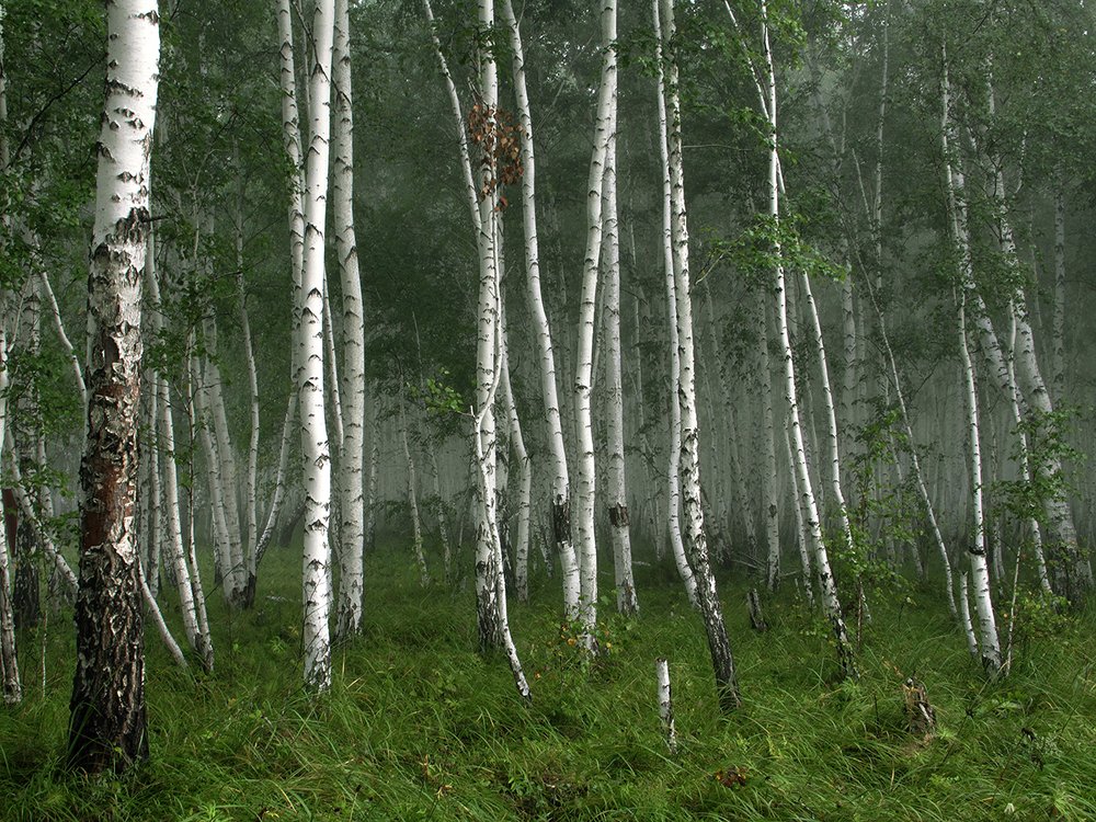 Photograph by Николай В.М.