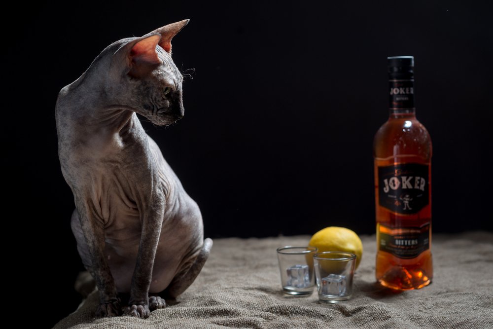 Фотография автора Вячеслав Владимирович