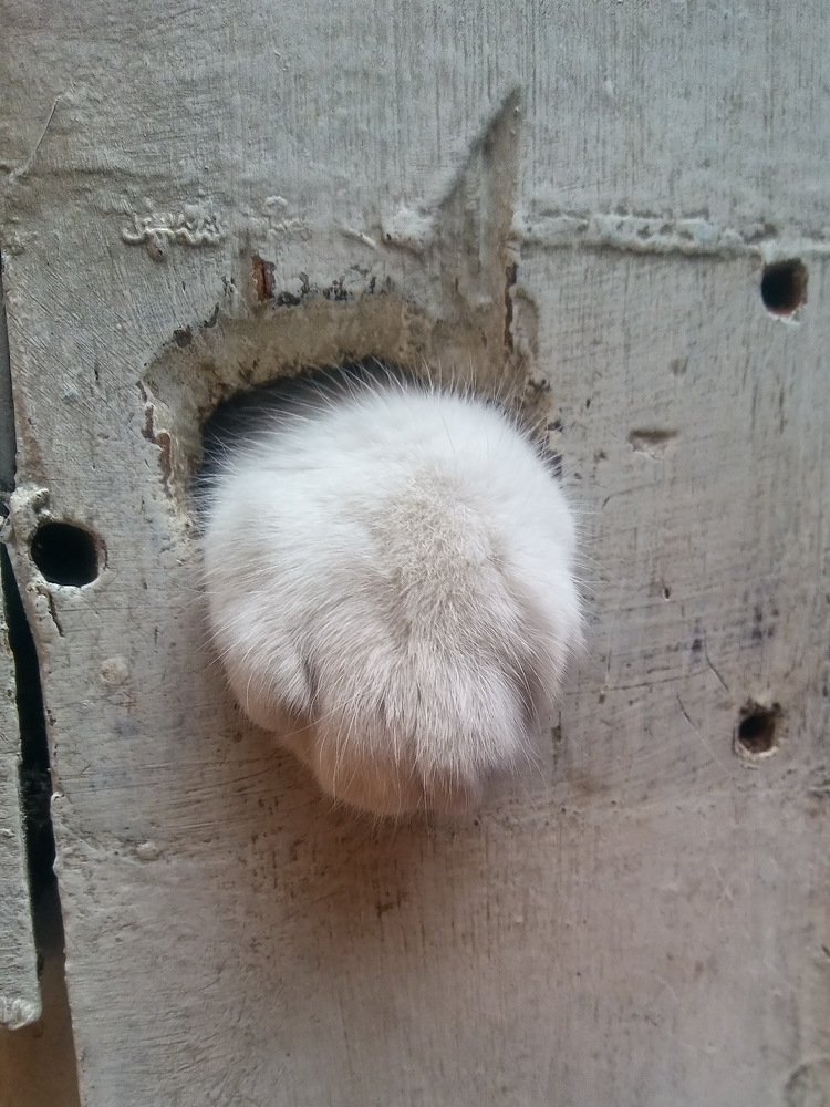 Photograph by Igor Patzi