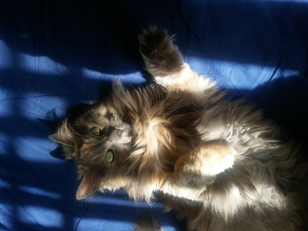 Photograph by Igor Patzi