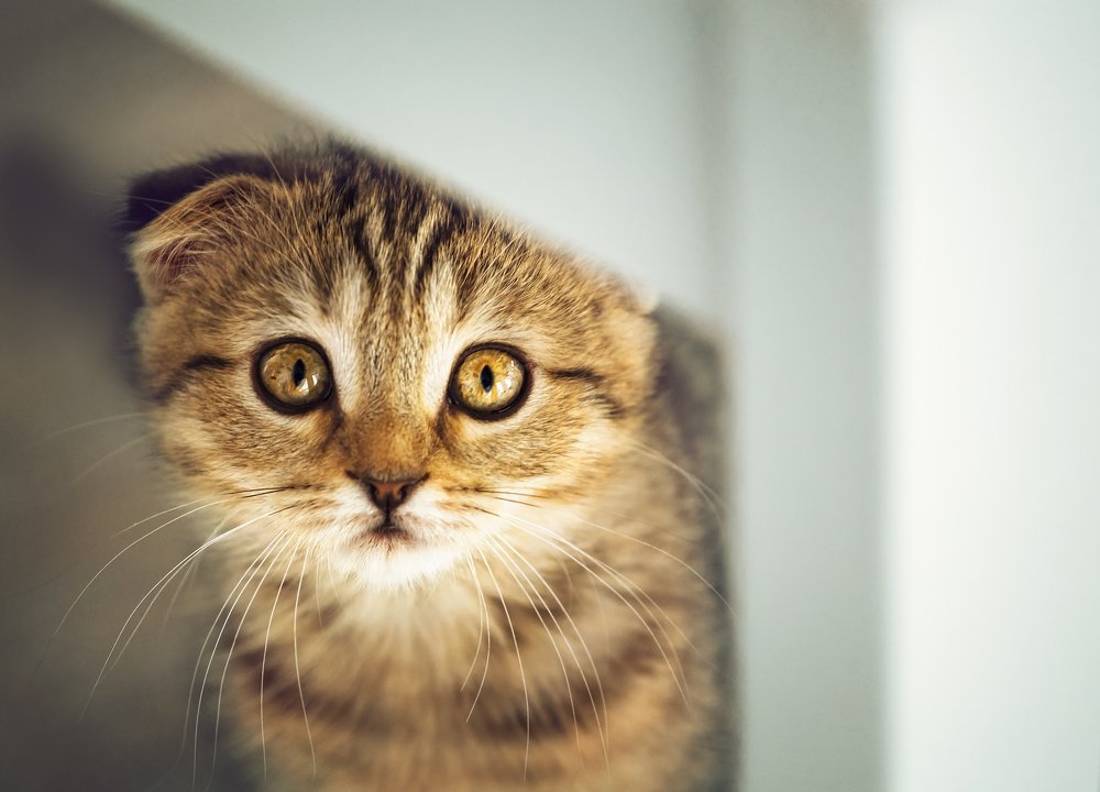 Фотография автора Vyacheslav Lozhkin