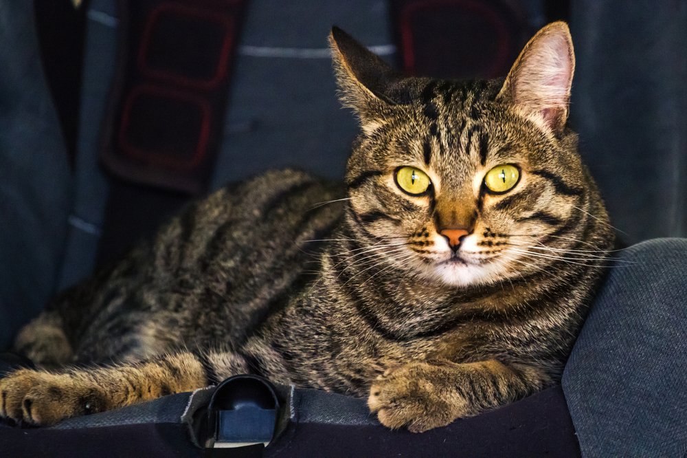 Фотография автора Vyacheslav Lozhkin