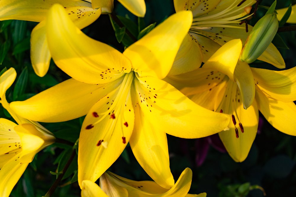 Солнце в цветке