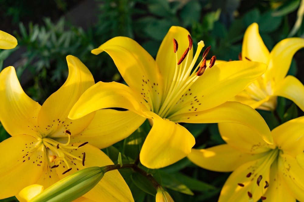 Солнце в цветке