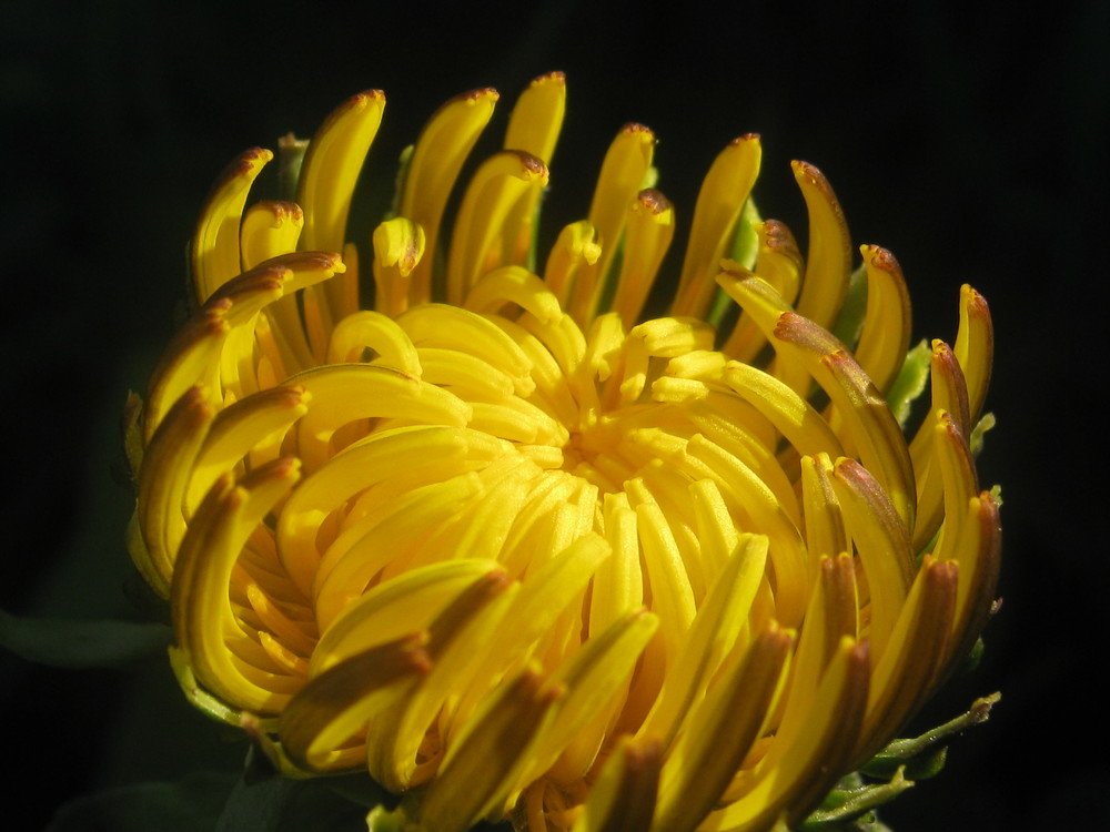 Пробуждение.