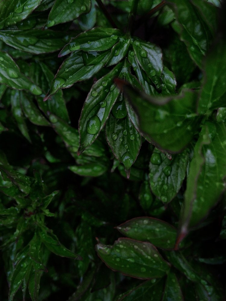 Photograph by Камила Рахматова