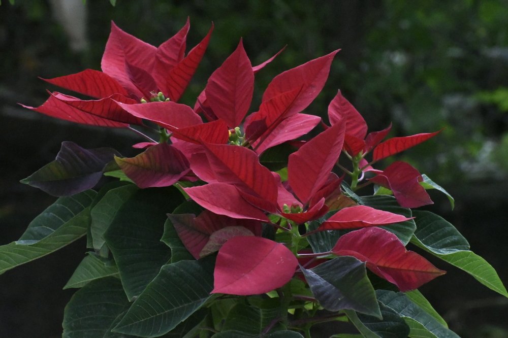 Photograph by Praveen Bhagat