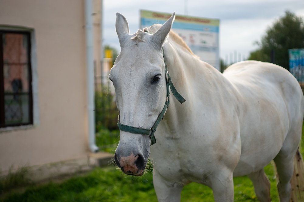 Фотография автора Вадим Топычканов