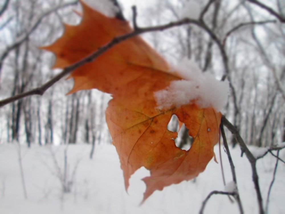 Photo #3598646