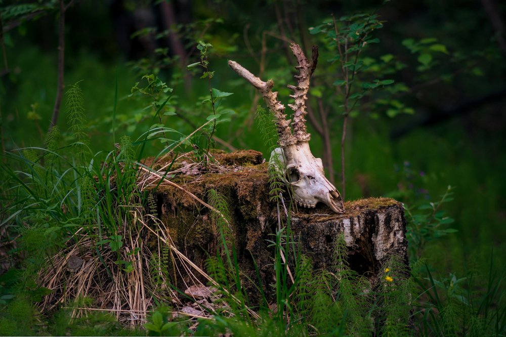 Photograph by Дмитрий Цыпляев