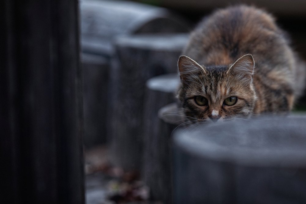 Photograph by Граблёв Сергей