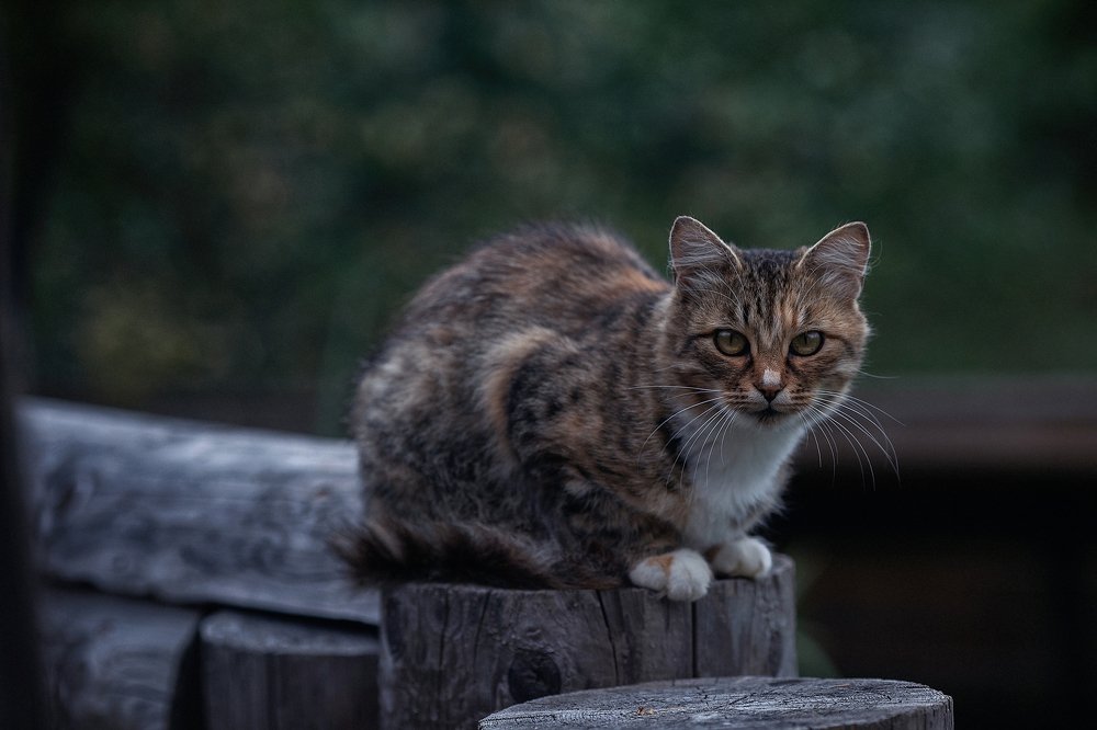 Photograph by Граблёв Сергей