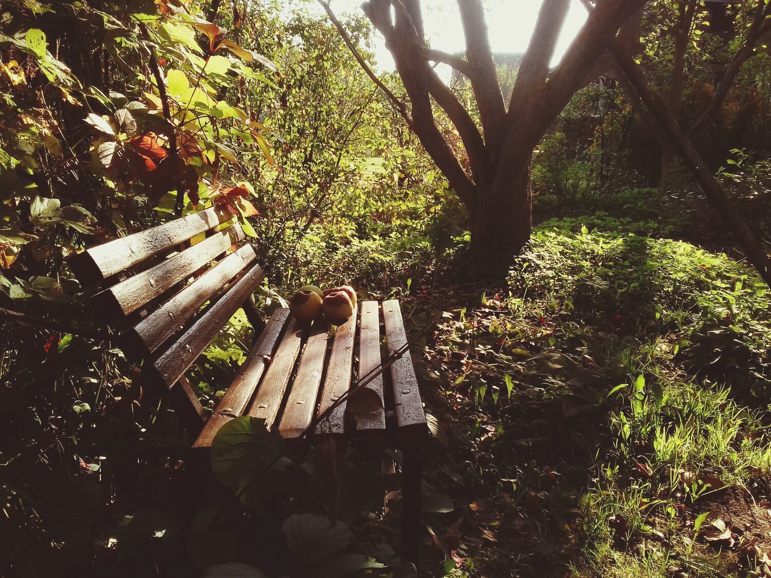 Photo #3598752