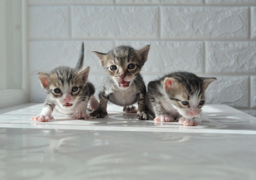 Фотография автора Eduard Suleimanov