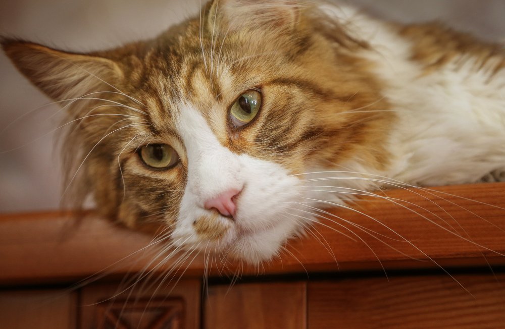 Photograph by Мария Самохина