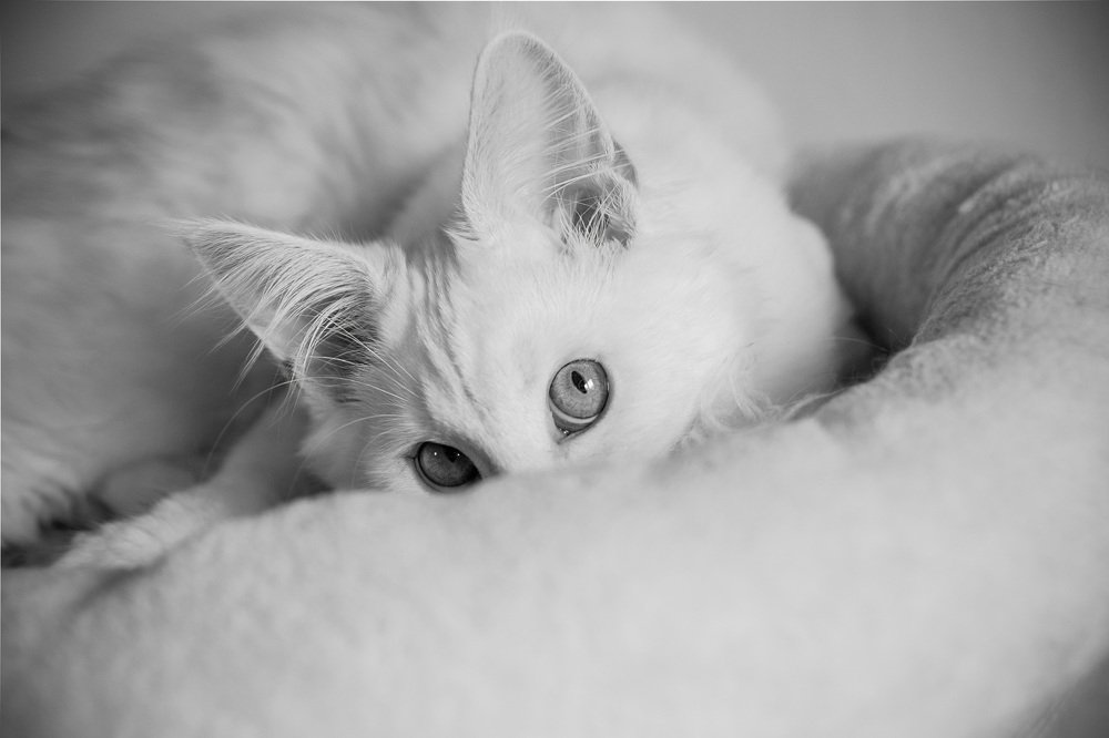 Photograph by Tereza Cesalova