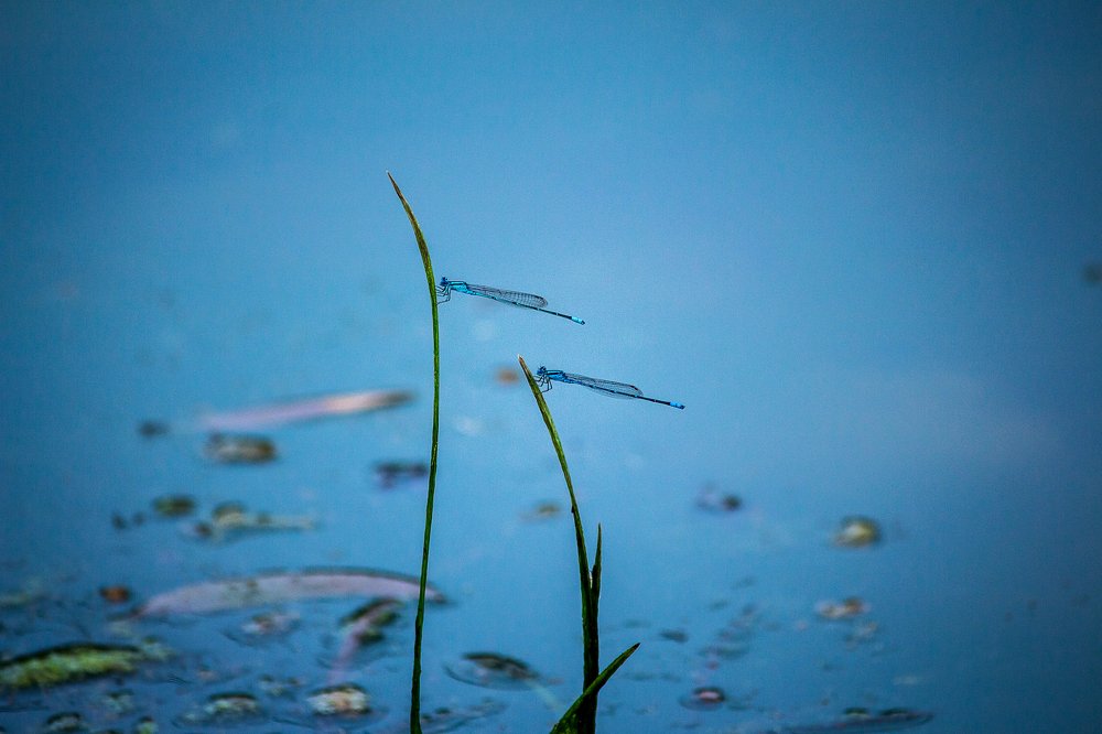 Photograph by Prasad Pavan