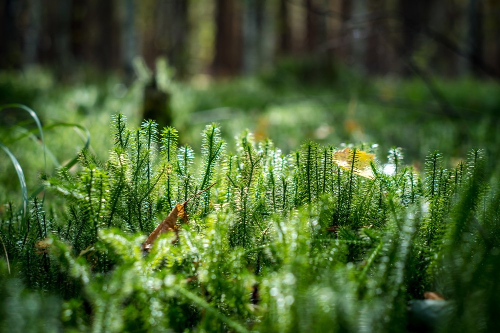 Photograph by Сергей Пашнов