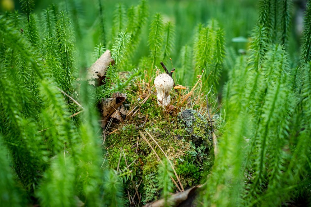 Photograph by Сергей Пашнов