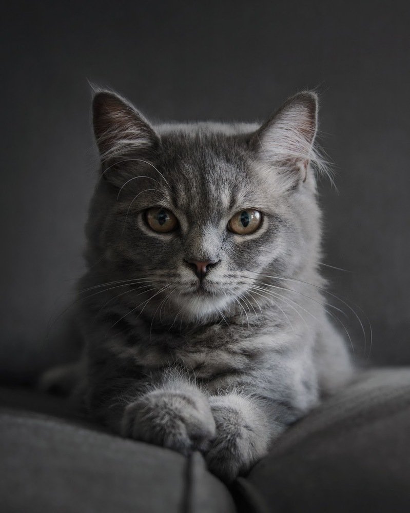 Фотография автора SHEMARA