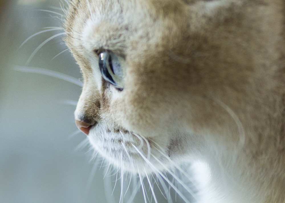 Photograph by Екатерина Фокина