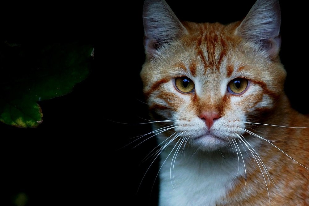 Photograph by Vladimir Bokarev