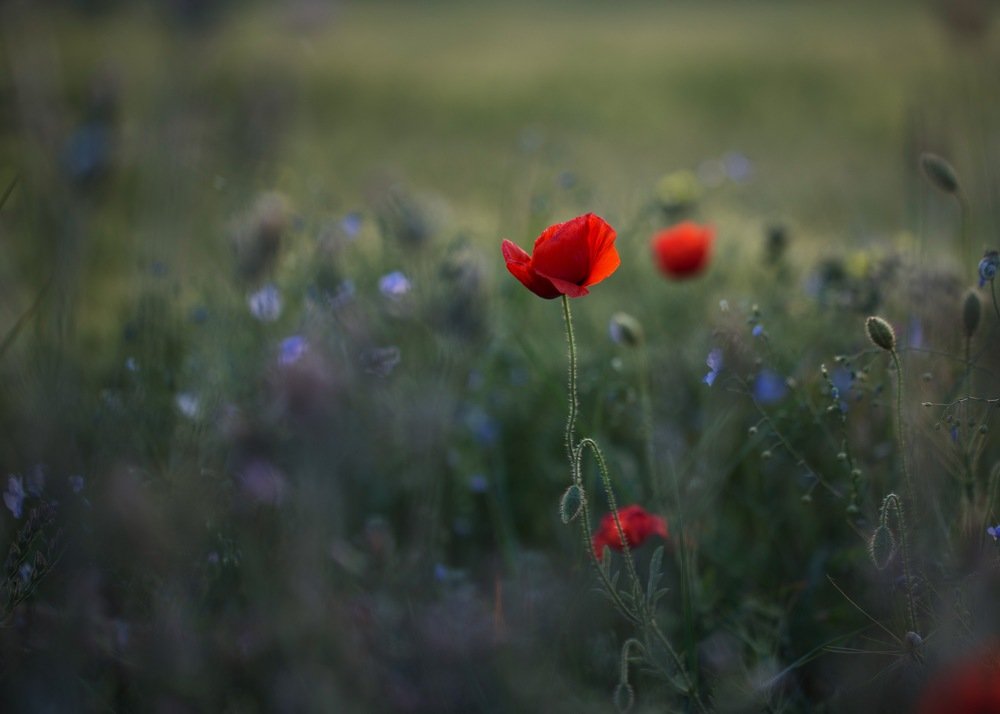 Photograph by Екатерина Фокина