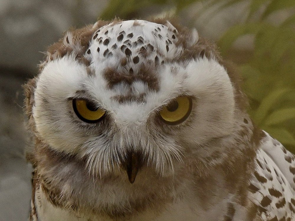 Photograph by Nikolai Savin