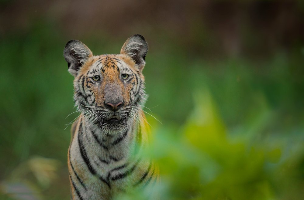 Expressions Of Cat A Curious Cat