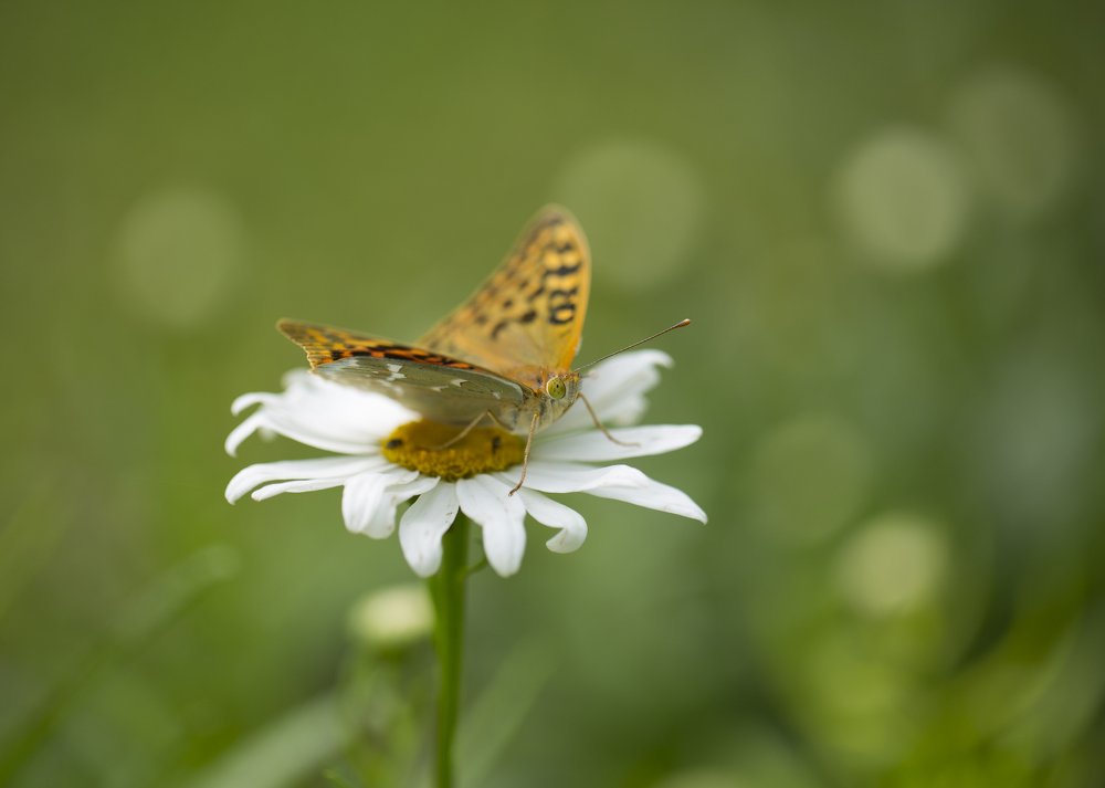 Photograph by Екатерина Фокина