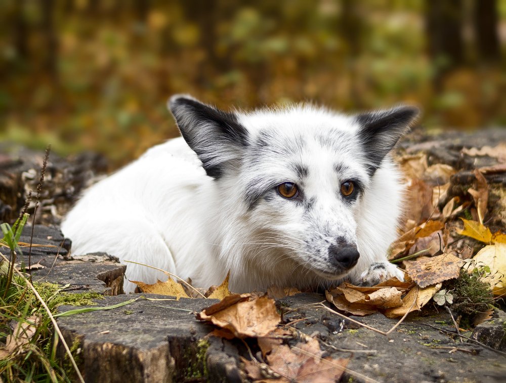 Photograph by Елена Каретина