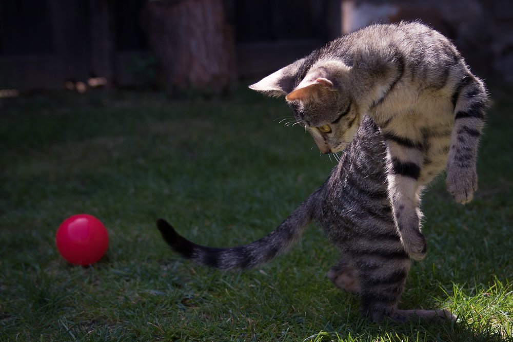 Фотография автора Gestal Marcos