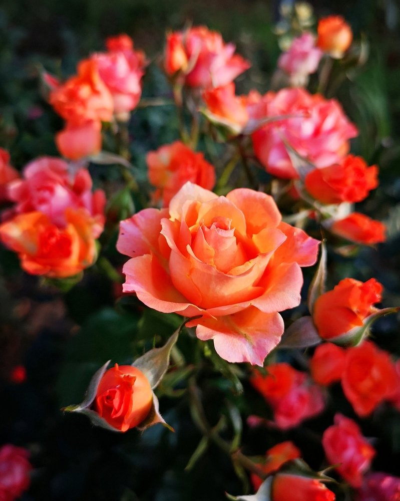 Инфанта-роза...