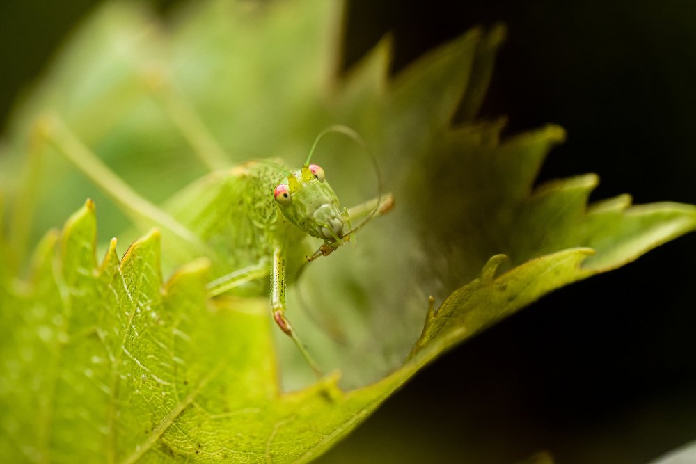 Photograph by Jorge Alcala Goded