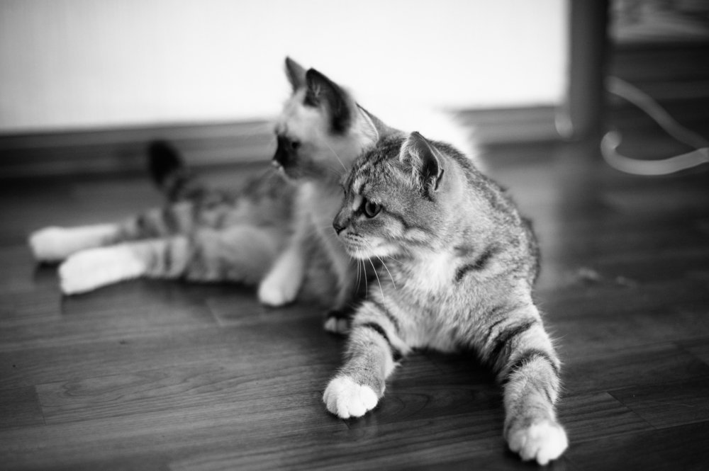 Photograph by Людмила Шикера