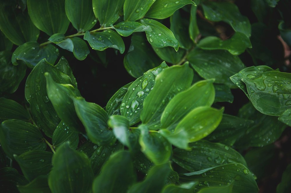 Свежесть зелени