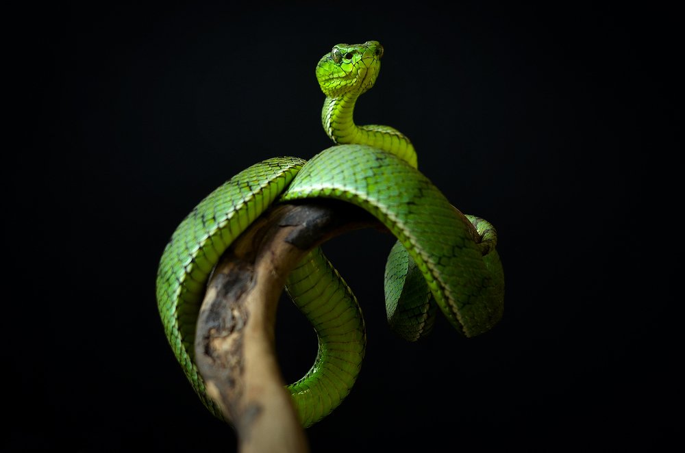 Photograph by Ridwan Read Ridwan