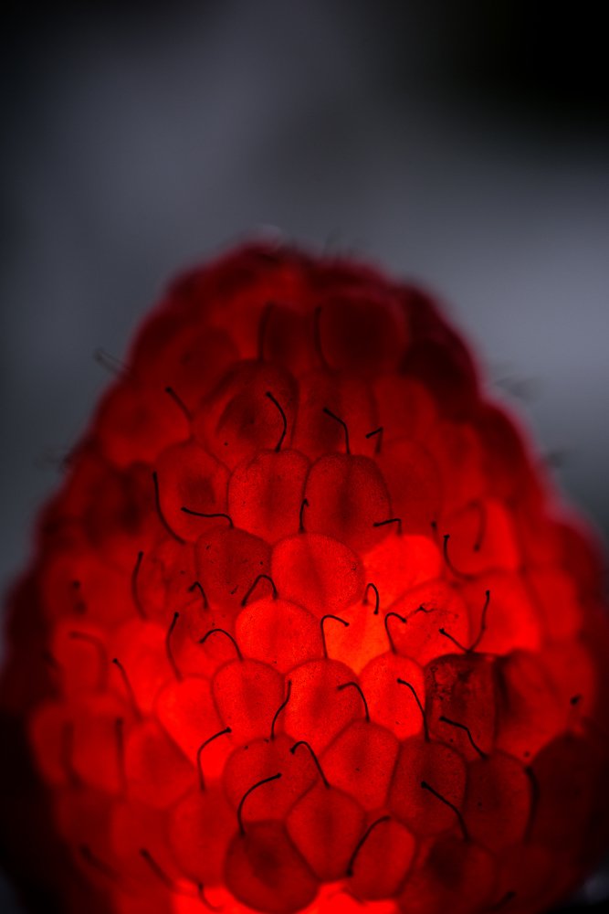 Photograph by Jorge Alcala Goded