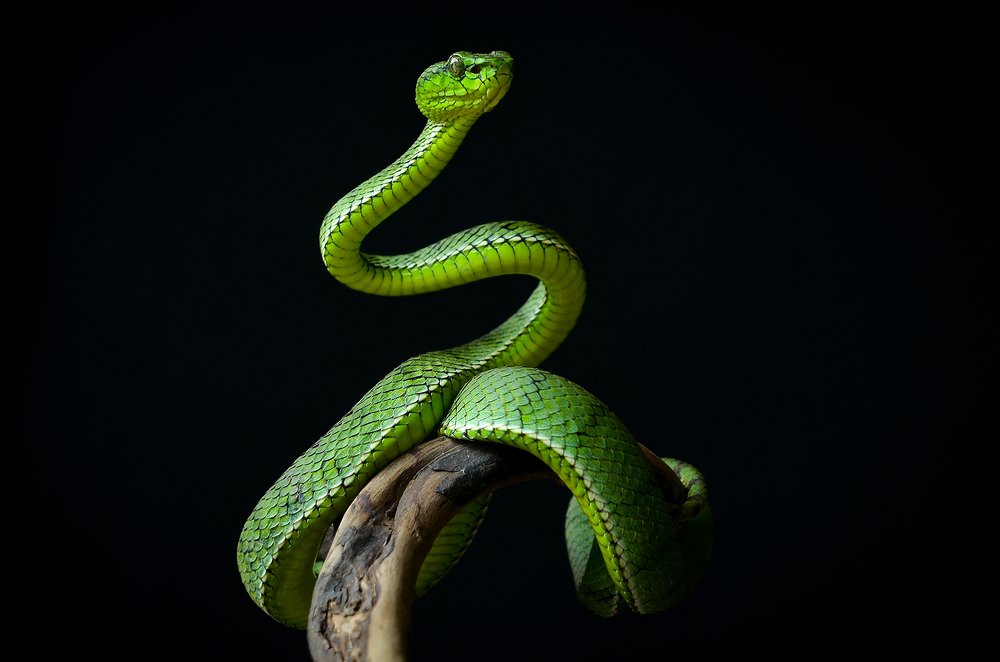 Photograph by Ridwan Read Ridwan