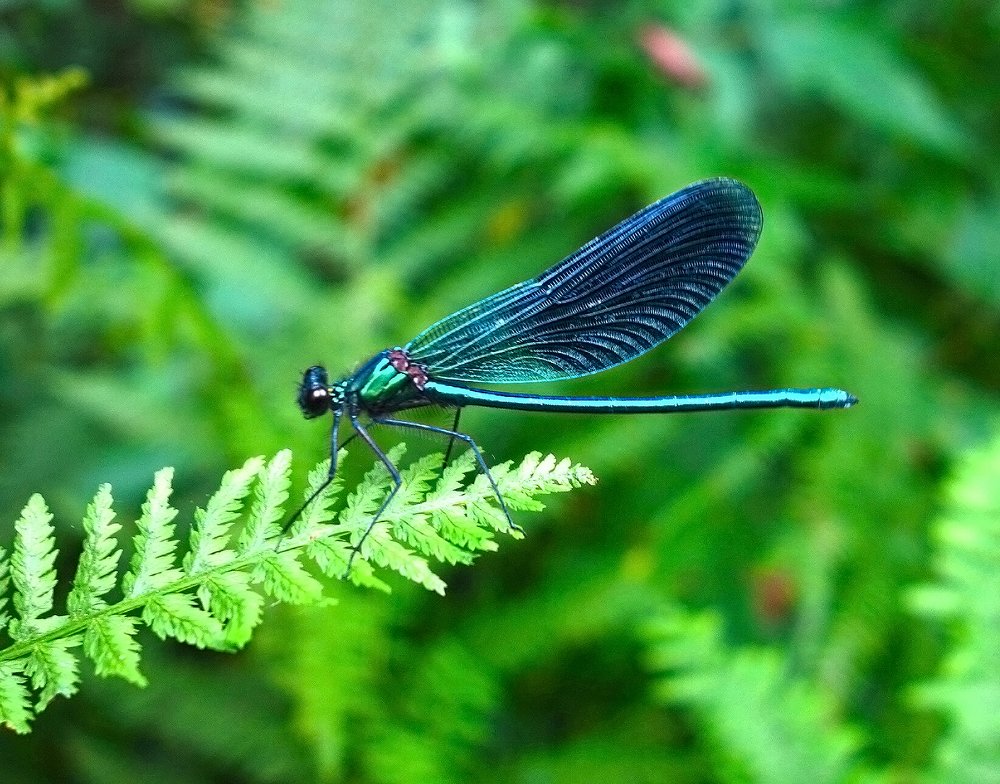 Photograph by IRINA KORNEVA